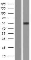 GPKOW Protein (Over-Expression Lysate Myc-DDK (Flag))