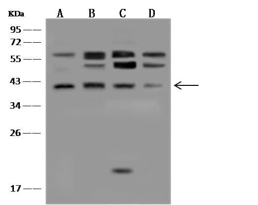 MAPK14 / p38 Antibody (clone 07, Preservative Free)
