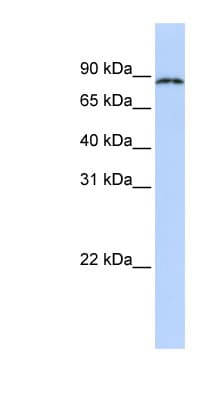 CPEB4 Antibody (aa72-121)