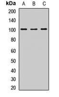 Polyclonal Rabbit anti-Human DDX21 Antibody (IHC, IF, WB)