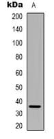 PEX2 / PAF-1 Antibody (N-Terminus)