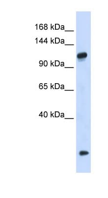 HEATR4 Antibody (aa49-98)