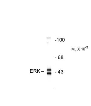MAPK1 / ERK2 Antibody (C-Terminus)