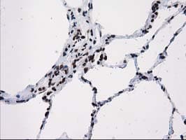 ATP6V1F Antibody (clone OTI1B8, Carrier-free)
