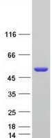 Human POLD2 Protein (Recombinant Myc-DDK (Flag))