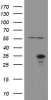 RBPMS / Hermes Antibody (clone OTI1F9)