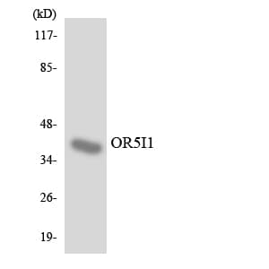 OR5I1 / OR5I Antibody (aa191-240)