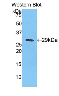 Selenium Binding Protein 1 Antibody (aa46-286)
