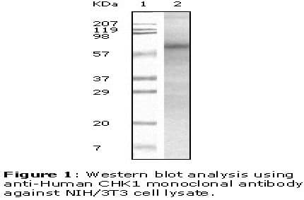 Monoclonal Mouse anti-Human CHEK1 / CHK1 Antibody (clone 2G11D5, WB)