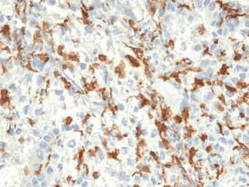 AIF1 / IBA1 Antibody (clone AIF1/2493)