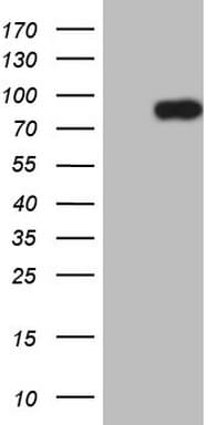 CLINT1 Antibody (aa1-290, clone OTI3H9)
