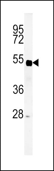 SP5 Antibody (aa369-398)