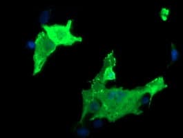 PARVA Antibody (clone OTI3H9, Carrier-free)
