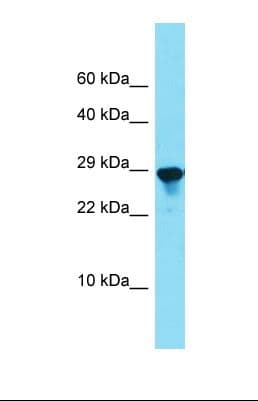 SPCS2 Antibody (aa27-76)