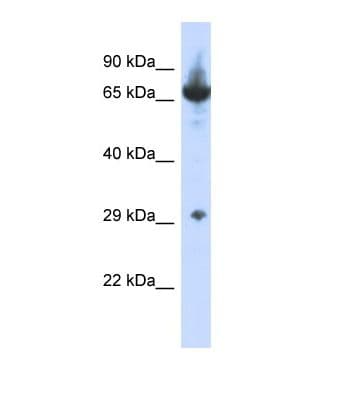CCDC17 Antibody (aa200-249)