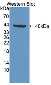 FUT6 Antibody (aa35-359, Biotin)