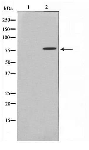 TBX3 Antibody