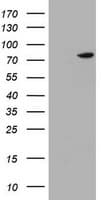 HBS1L Antibody (clone OTI2A3)