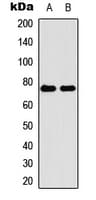 KIRREL2 / FILTRIN Antibody (N-Terminus)