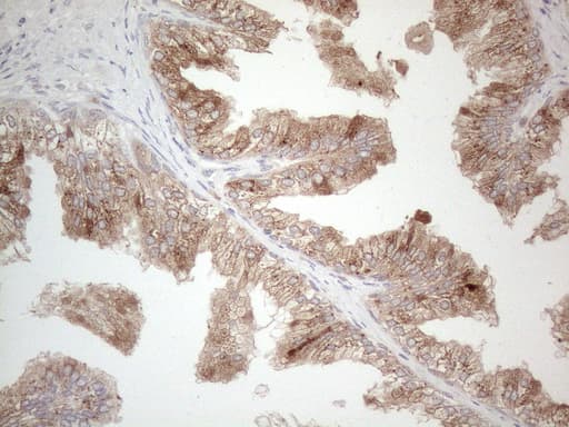 GRN / Granulin Antibody (aa327-593, clone OTI3B3)