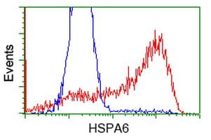 HSPA6 / HSP70B' Antibody (clone OTI1H3)