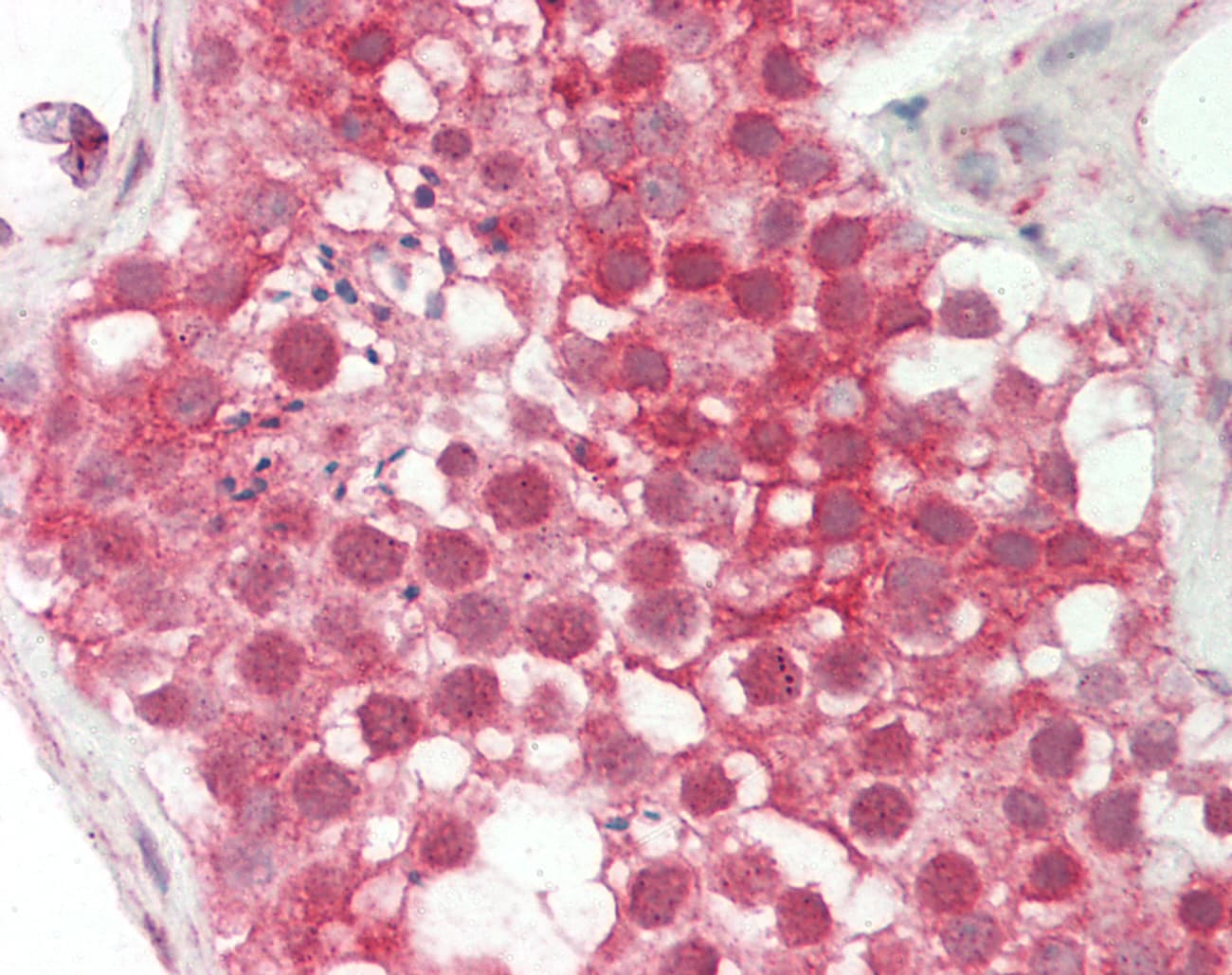 CALU / Calumenin Antibody (C-Terminus)