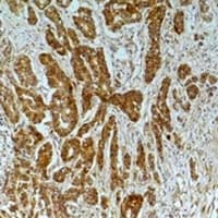 Beta Tubulin Antibody