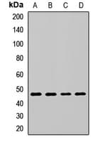 FLOT2 / Flotillin 2 Antibody