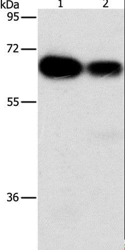 ARHGEF5 Antibody