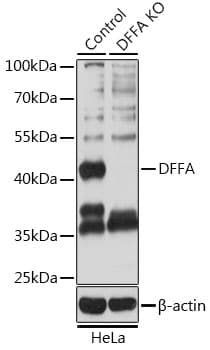 DFFA / ICAD / DFF45 Antibody