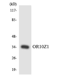 Polyclonal Rabbit anti-Human OR10Z1 Antibody (aa191-240, WB)