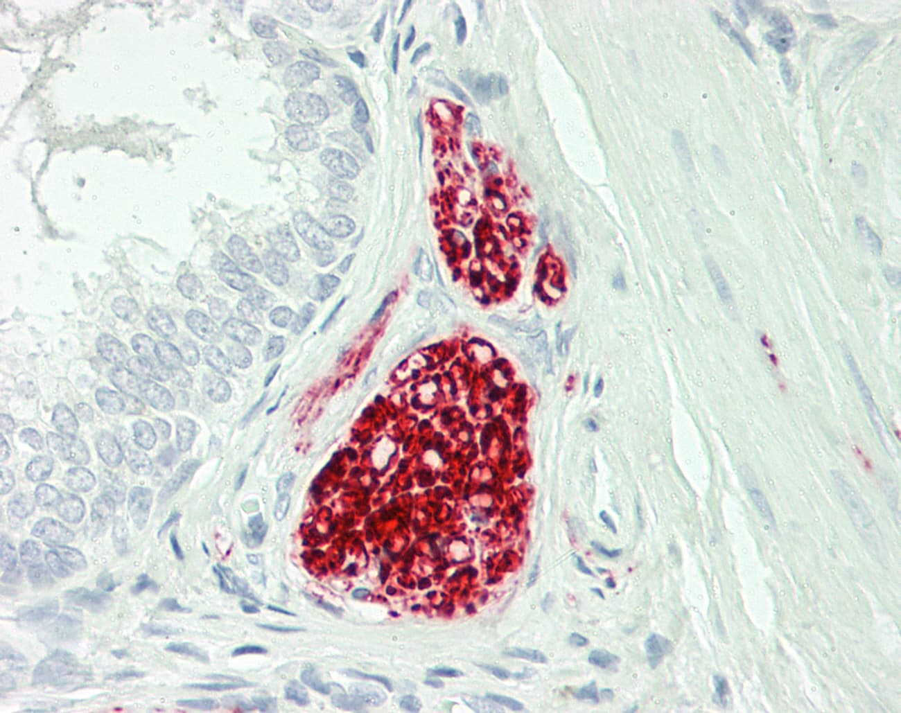 IHC-plus™ TH / Tyrosine Hydroxylase Antibody (clone 1D8)