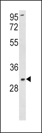 SOD3 Antibody (aa7-36)