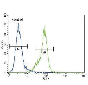 DNMT / DNMT1 Antibody (aa1588-1616)