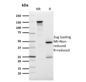 SLC2A1 / GLUT-1 Antibody (clone GLUT1/2476, Azide-free, BSA-free)