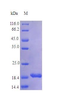 Human IL11 Protein (Recombinant)