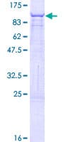 Human CRY2 Protein (Recombinant GST)