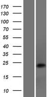 DNAJC5B Protein (Over-Expression Lysate Myc-DDK (Flag))