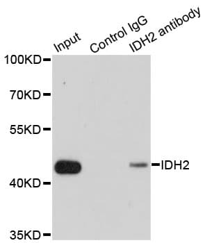 Polyclonal Rabbit anti-Human IDH2 Antibody (IHC, IF, WB)