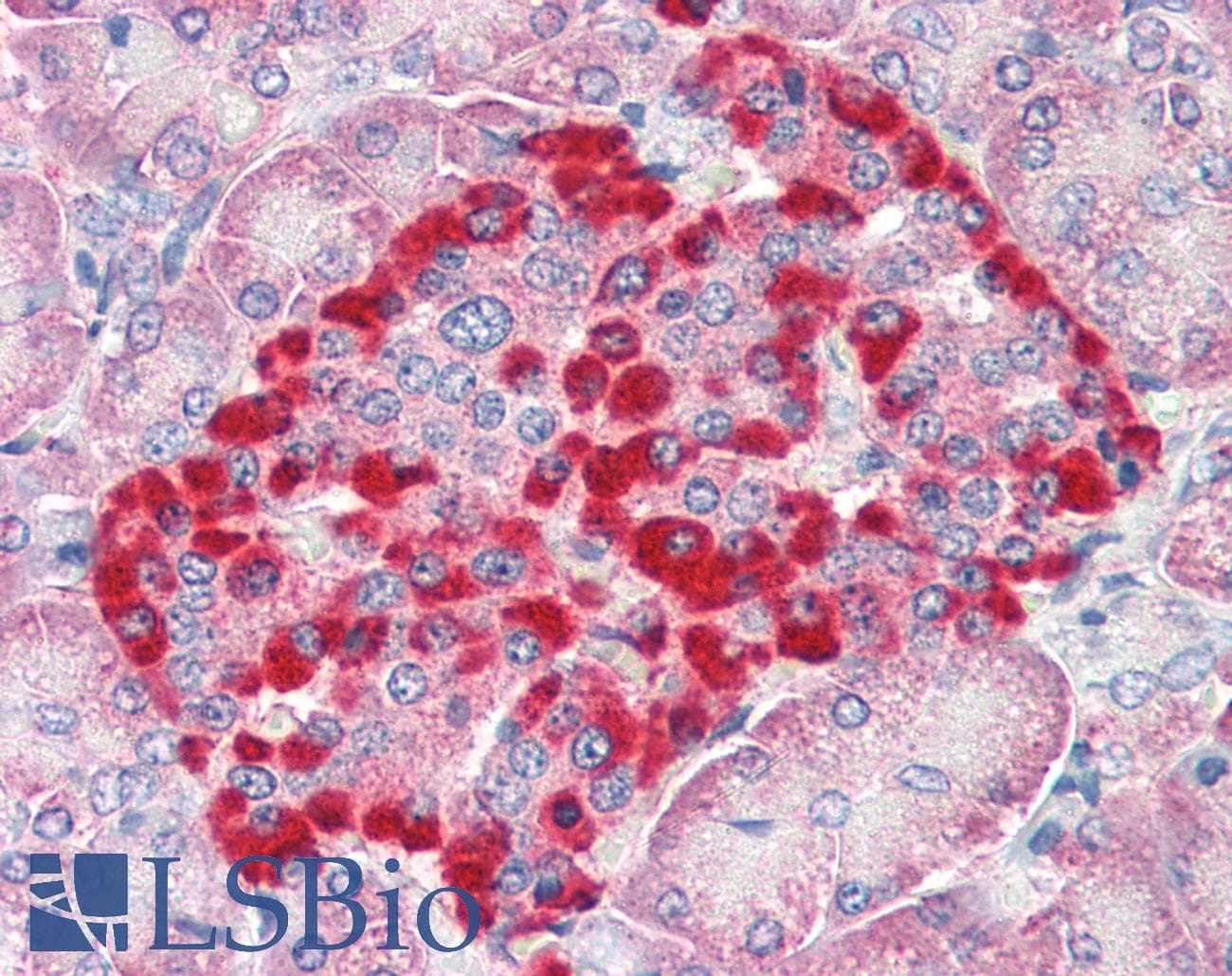 IHC-plus™ TRIM5 Antibody