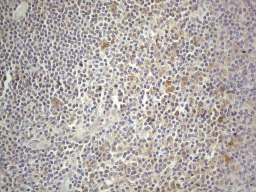 PRMT5 Antibody (aa238-499, clone OTI2H3, Carrier-free)