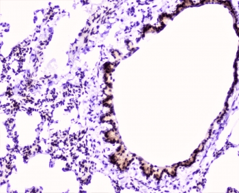 Polyclonal Rabbit anti-Mouse MEF2C Antibody (IHC, WB)