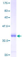 Human C3orf10 Protein (Recombinant GST)