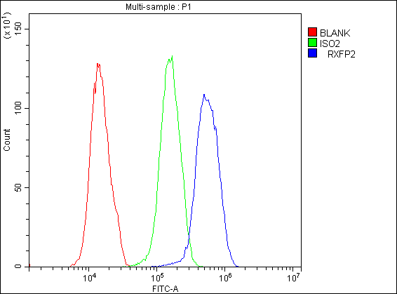 RXFP2 / LGR8 Antibody