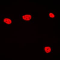 TCEB3C / Elongin A3 Antibody (C-Terminus)