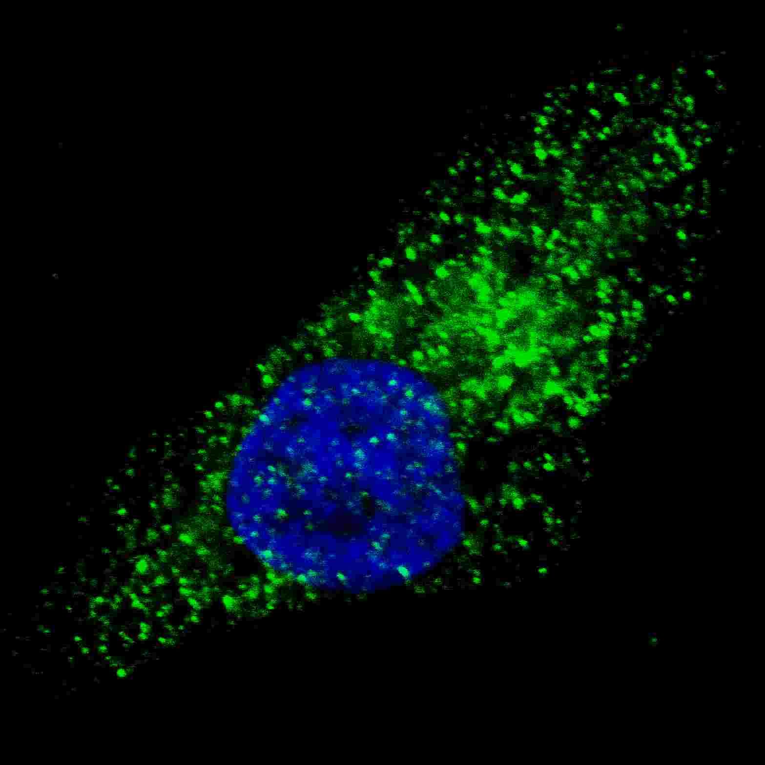 ATG9A Antibody (aa717-746)