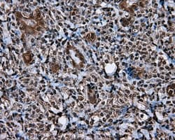 MCL1 / MCL 1 Antibody (clone OTI3A12)