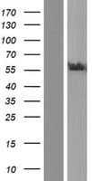 FRMD1 Protein (Over-Expression Lysate Myc-DDK (Flag))