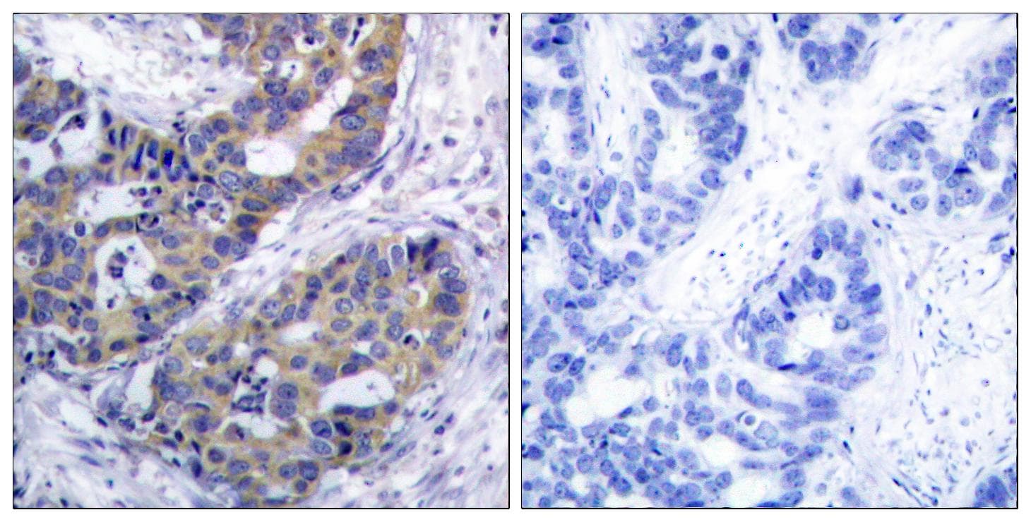 IRS1 Antibody (aa279-328)