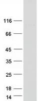 Human IQUB Protein (Recombinant Myc-DDK (Flag))